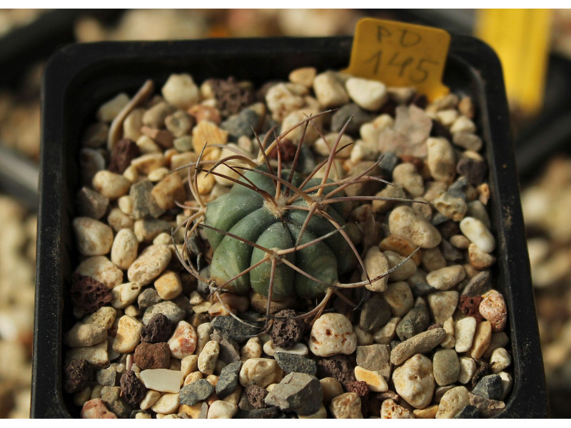 Echinocactus horizonthalonius PD 145