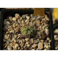 Echinocactus horizonthalonius PD 39