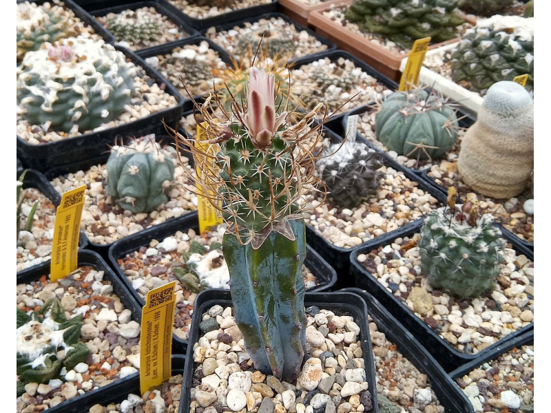 Sclerocactus papyracanthus 