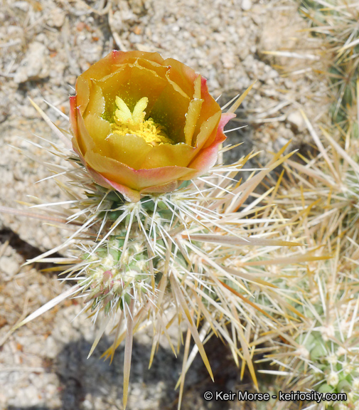 Файл:Cylindropuntia echinocarpa 1128.jpeg