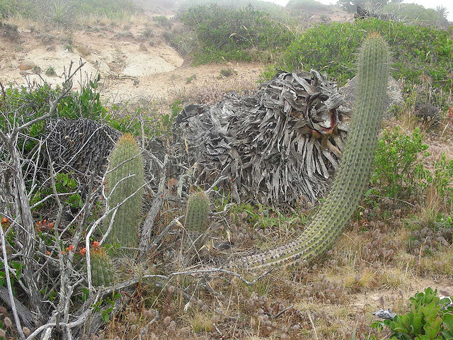 Файл:Echinopsis bolligeriana 2.jpg