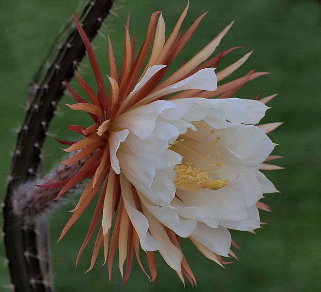 Файл:Selenicereus coniflorus.jpg