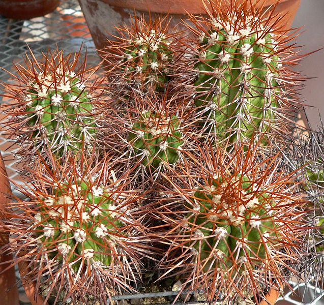 Файл:Copiapoa taltalensis - wikipedia.jpg