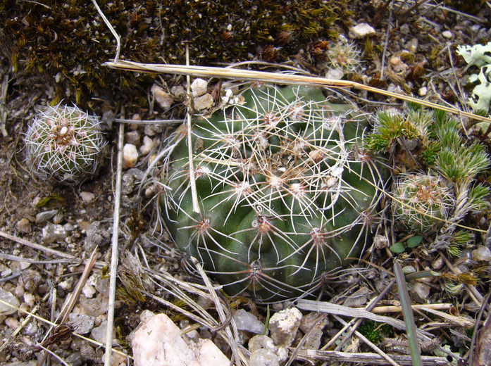 Файл:Gymnocalycium calochlorum h1.jpg