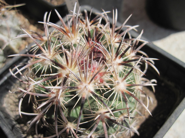 Файл:Coryphantha kraciki 2.jpg