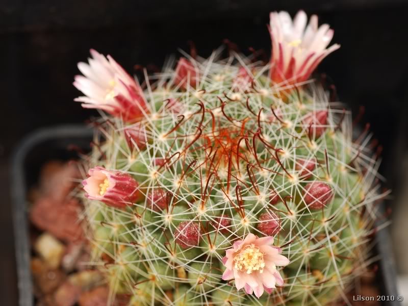 Файл:Mammillaria fittkaui~2.jpg
