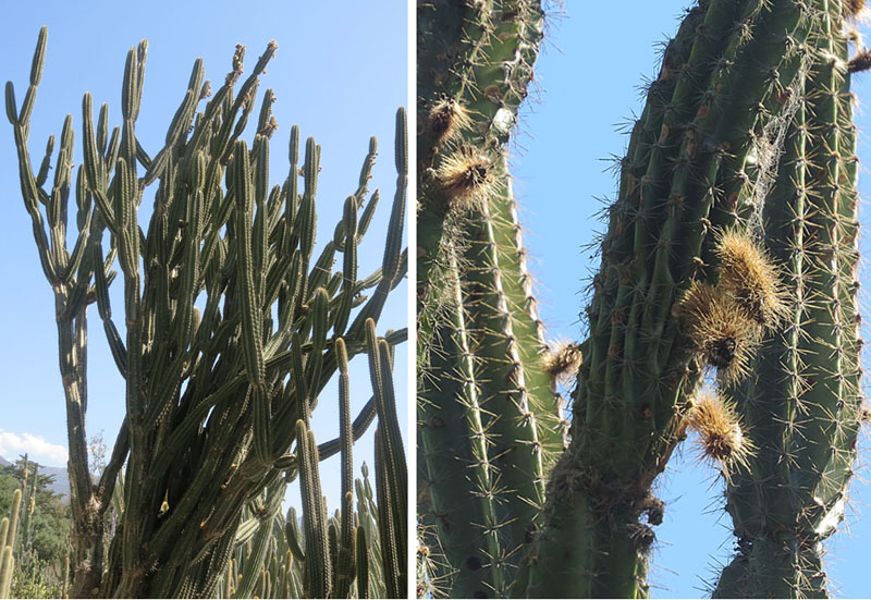 Файл:Armatocereus godingianus 1.jpg