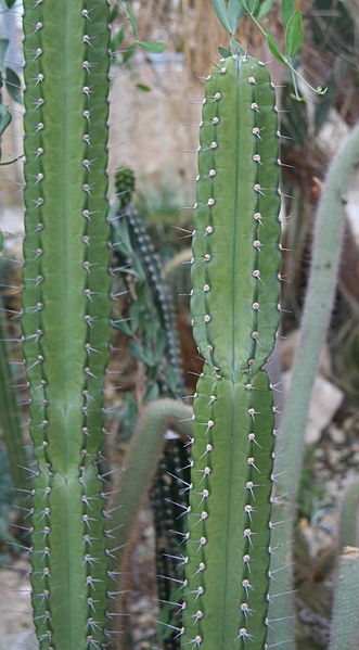 Файл:Cereus hankeanus.jpg