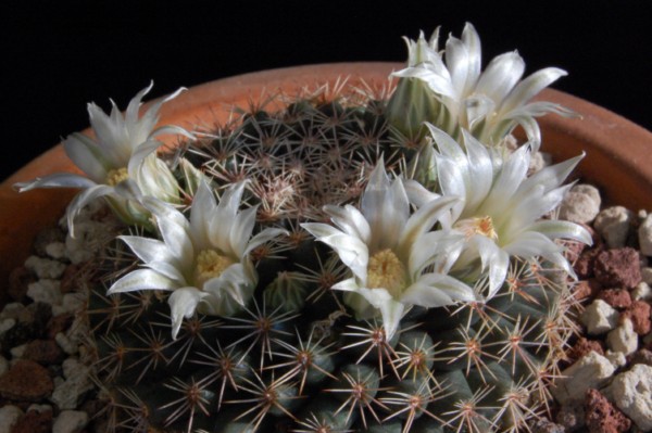 Файл:Mammillaria heyderi ssp. gaumeri 463.jpg