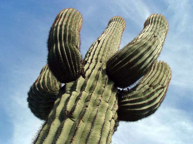 Файл:Carnegiea gigantea 2.jpg