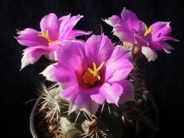 Файл:Mammillaria schumannii 4.jpg