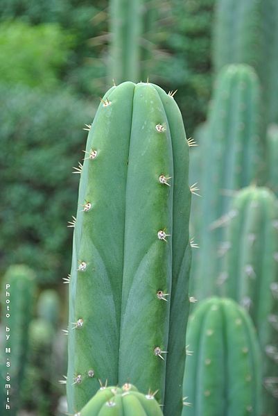 Файл:Echinopsis lageniformis.jpg