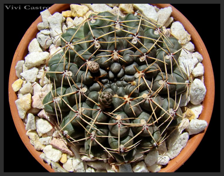 Файл:Gymnocalycium schroederianum 1.jpg