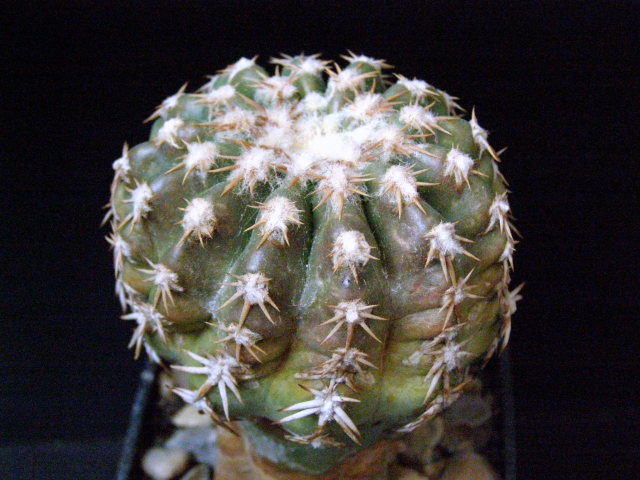 Файл:Discocactus hartmannii - Asensy.jpg