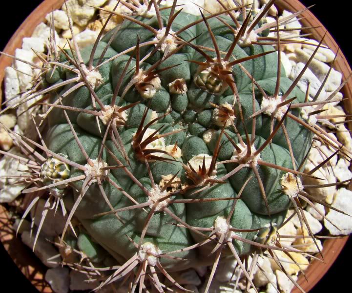 Файл:Gymnocalycium kroenleinii 1.jpg
