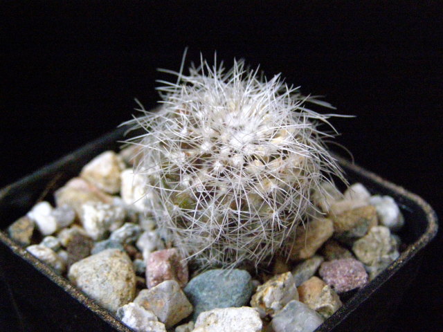 Файл:Copiapoa krainziana 1.jpg