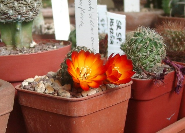 Файл:Rebutia steinbachii ssp. verticillacantha 2.jpg
