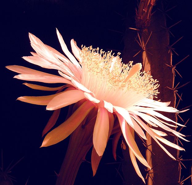 Файл:Acanthocereus tetragonus 10.jpg