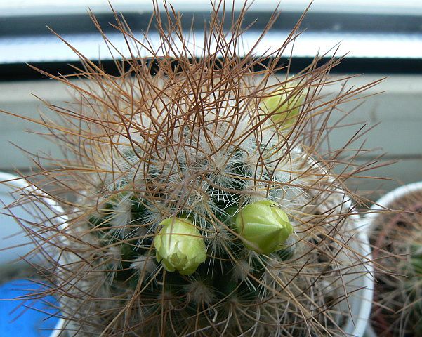 Файл:Mammillaria rekoi ssp. leptacantha4.jpg