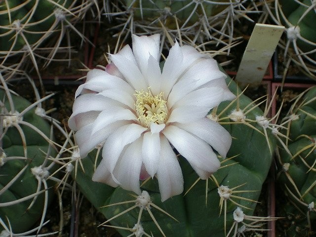 Файл:Gymnocalycium denudatum v.pentagonii.jpg
