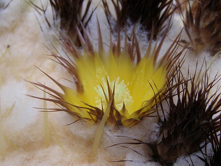 Файл:Echinocactus grusonii (2).jpg