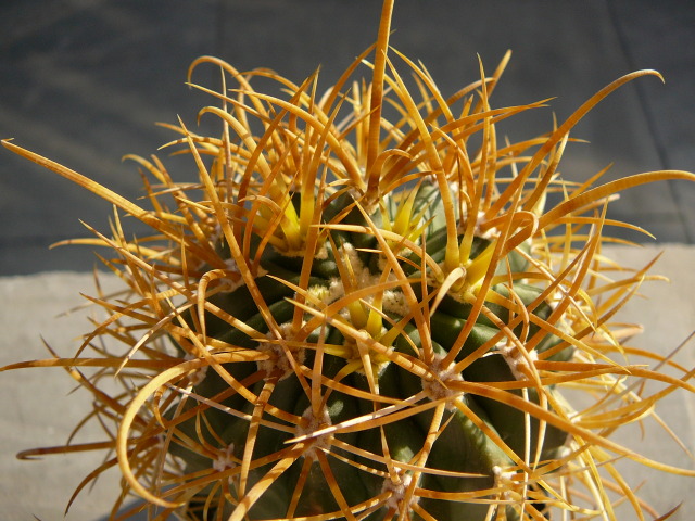 Файл:Ferocactus chrysacanthus ssp. chrysacanthus.jpg