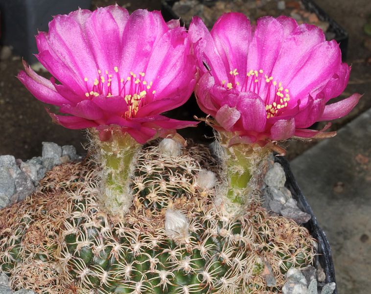 Файл:Echinopsis tiegeliana.jpg