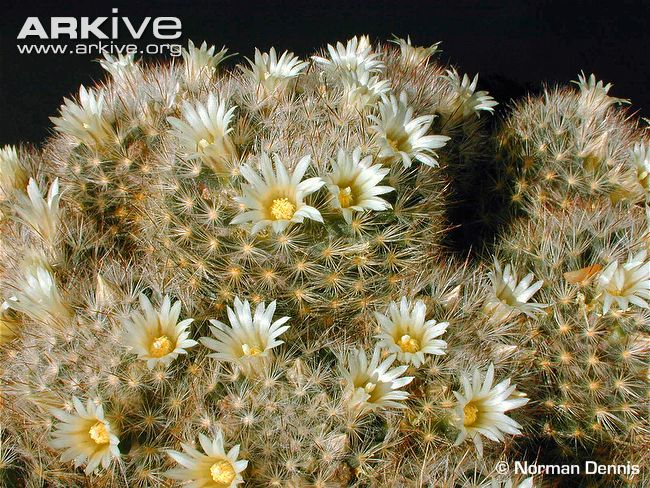 Файл:Mammillaria pilispina 2Cultivated.jpg