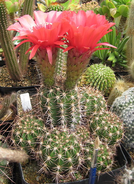 Файл:Echinopsis rowieyi.jpg