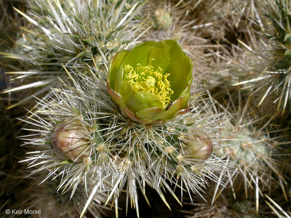 Файл:Cylindropuntia echinocarpa 1055.jpeg