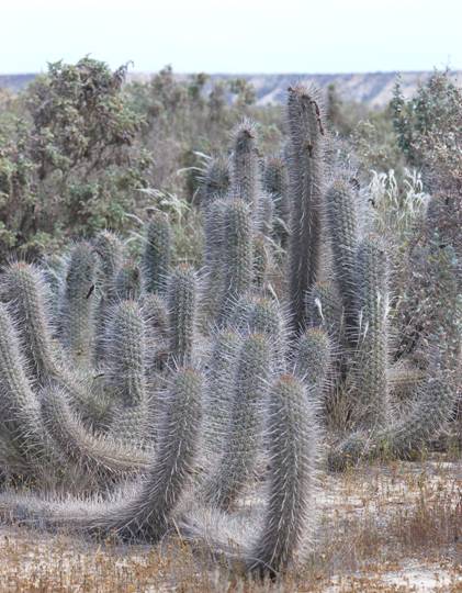 Файл:Echinopsis coquimbana.jpg