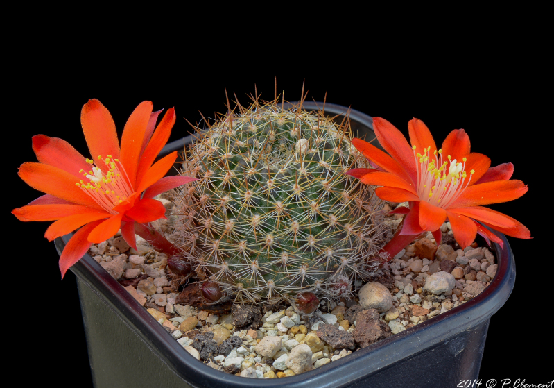 Файл:Rebutia deminuta ssp. kupperiana 4.jpg