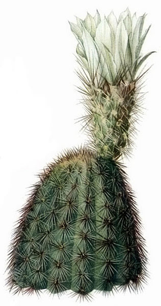 Файл:Echinocereus Grandis.jpg