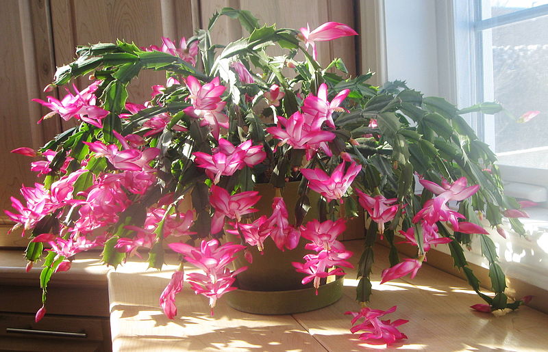 Файл:Schlumbergera Truncata - wikipedia.jpg