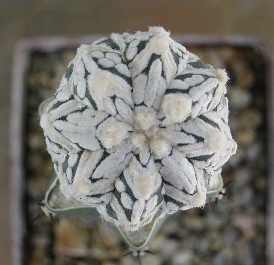 Файл:Astr.asterias superkabuto V TIPE 3 - V.jpg