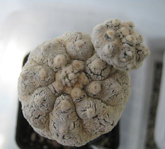 Файл:Astrophytum asterias super KIKKO - V.jpg