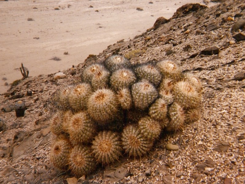 Файл:Copiapoa cinerascens 3.jpg