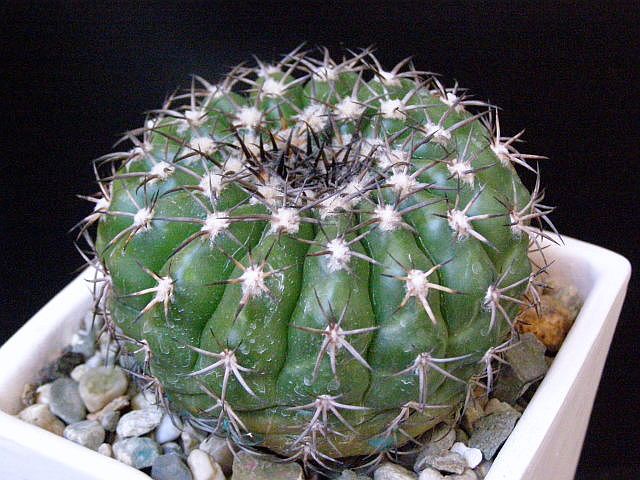 Файл:Discocactus placentiformis RNK 82 - Asensy.jpg