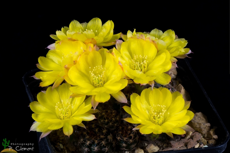 Файл:Lobivia tiegeliana var. flaviflora 29.jpg