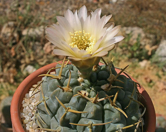 Файл:Gymnocalycium uruguayense 03.jpg