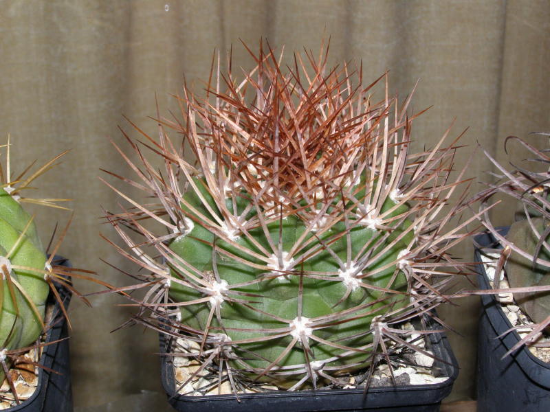 Файл:Rebutia fidana ssp. cintiensis 1.jpg