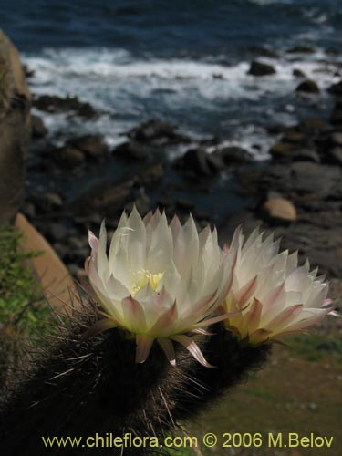 Файл:Echinopsis chiloensis ssp. litoralis 1.jpg