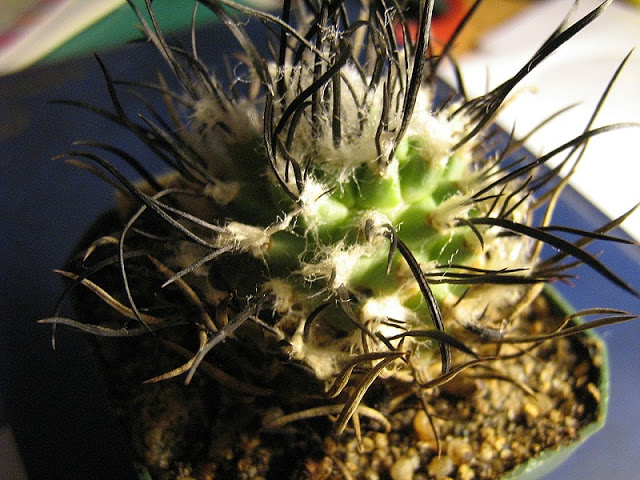 Файл:Turbinicarpus schmiedickeanus2.jpg