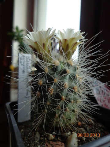 Файл:Pediocactus paradinei 2.jpg