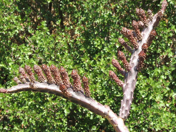 Файл:Peniocereus maculatus 3.jpeg