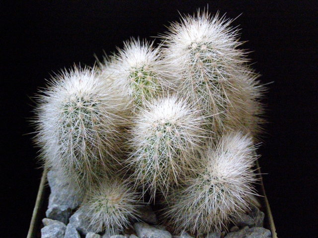 Файл:Echinocereus nivosus LAU 739.jpg