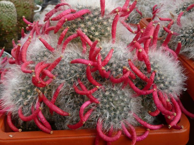 Файл:Mammillaria bocasana 5.jpg