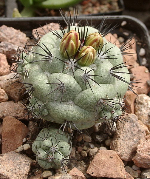 Файл:Ortegocactus macdougallii 2.jpg