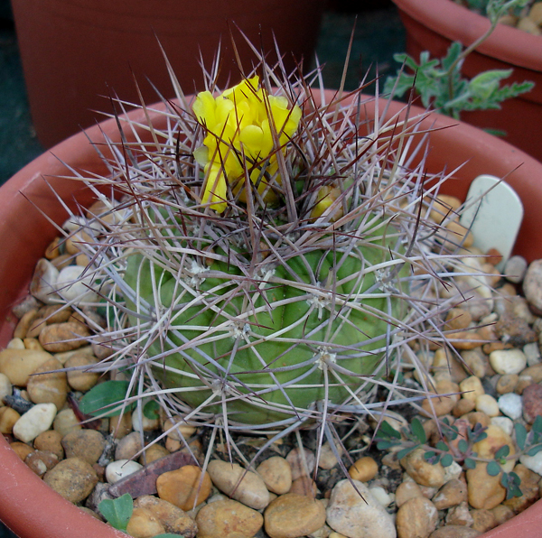 Файл:Rebutia fidana ssp. cintiensis 0.jpg