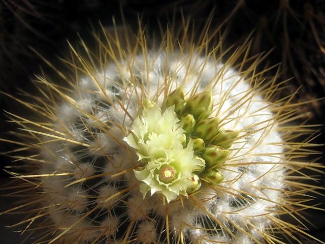 Файл:Stenocactus vaupelianus 2.jpg